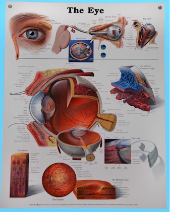 Anatomical Eye Poster-0