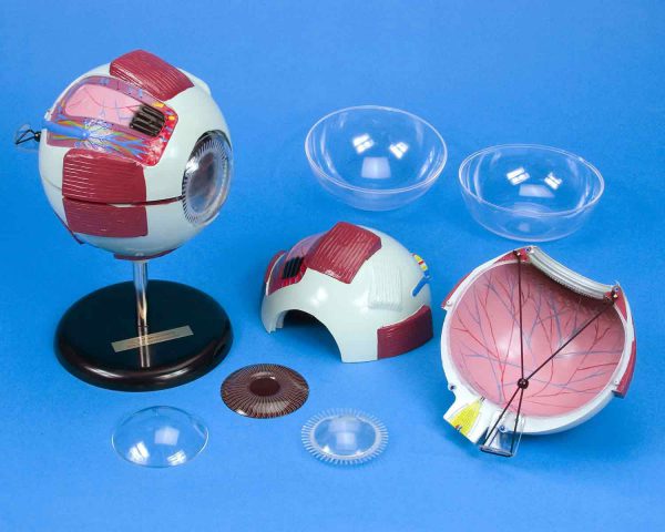 Large Eye Model-0