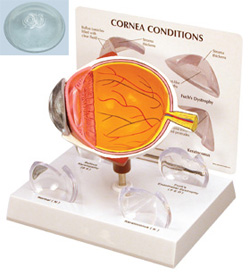 Cornea Eye Model-389