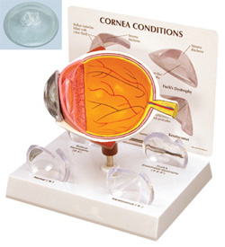 Cornea Eye Model-0