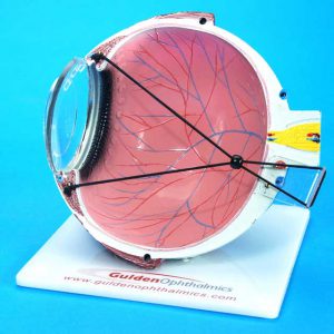 Lasik Eye Model-0