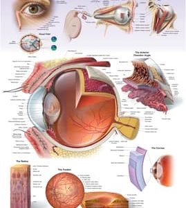Anatomical Eye Poster